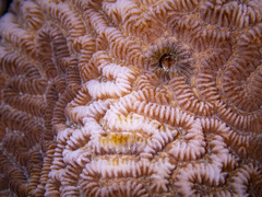 Leptoria phrygia