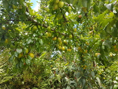 Prunus salicina