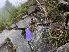 Adenophora morrisonensis