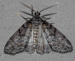 Smyriodes aplectaria