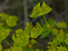 Tenthredo bifasciata