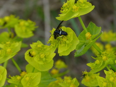 Tenthredo bifasciata