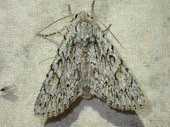 Andropolia aedon