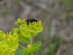 Tenthredo bifasciata