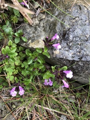 Clinopodium laxiflorum