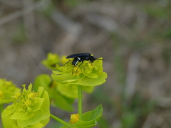 Tenthredo bifasciata