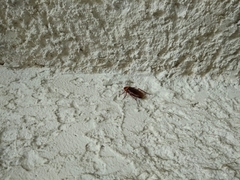 Periplaneta americana