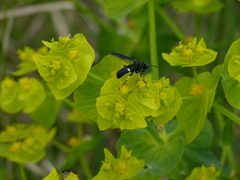 Tenthredo bifasciata