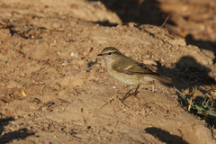Phylloscopus humei