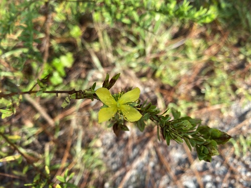 Hypericum hypericoides image