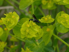 Tenthredo bifasciata