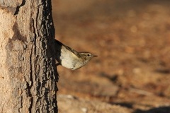 Phylloscopus humei