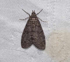 Smyriodes aplectaria