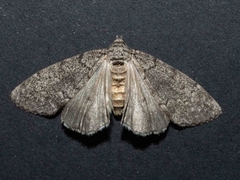 Smyriodes aplectaria