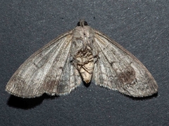 Smyriodes aplectaria