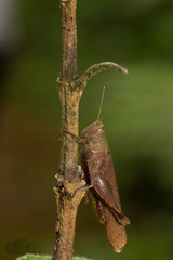 Coptacrinae