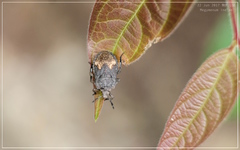 Megymenum brevicorne