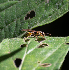 Polybia fastidiosuscula