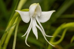 Habenaria rariflora