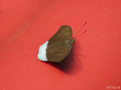 Tanaecia julii bougainvillei