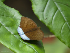 Tanaecia julii bougainvillei