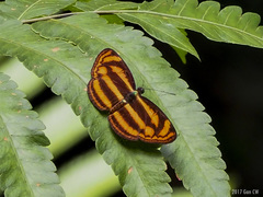 Lasippa heliodore dorelia