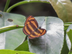 Lasippa heliodore dorelia