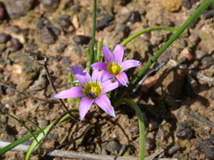 Romulea rosea australis