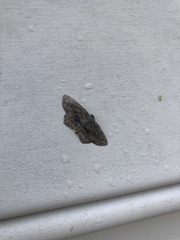 Hypagyrtis brendae