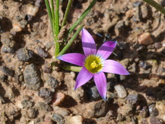 Romulea rosea australis