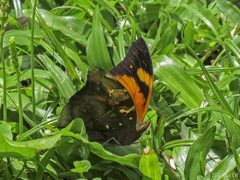 Doleschallia bisaltide pratipa