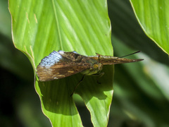 Euthalia monina monina