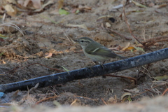 Phylloscopus humei