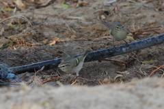 Phylloscopus humei