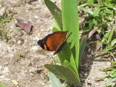 Doleschallia bisaltide pratipa