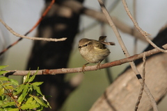 Phylloscopus humei