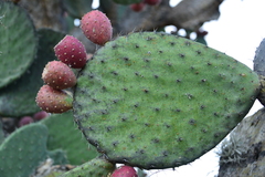 Opuntia hyptiacantha