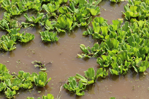 Pistia stratiotes image