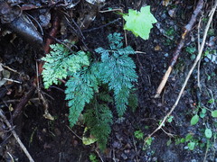 Asplenium richardii