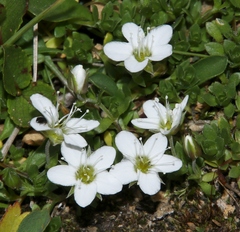 Arenaria biflora
