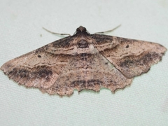 Syneora euboliaria
