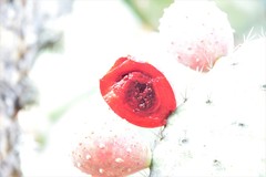 Opuntia hyptiacantha