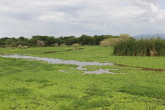 Pistia stratiotes image