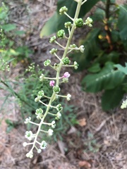 Phytolacca americana