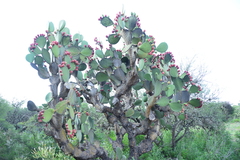 Opuntia hyptiacantha