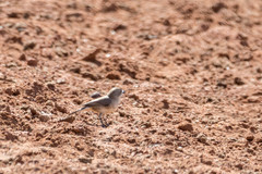 Aphelocephala leucopsis