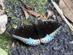 Lexias dirtea merguia