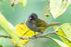 Chlorospingus semifuscus