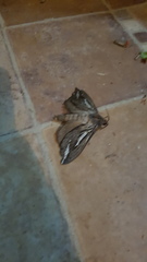 Abantiades atripalpis