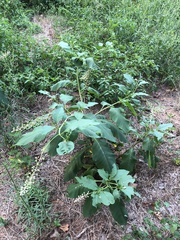 Phytolacca americana